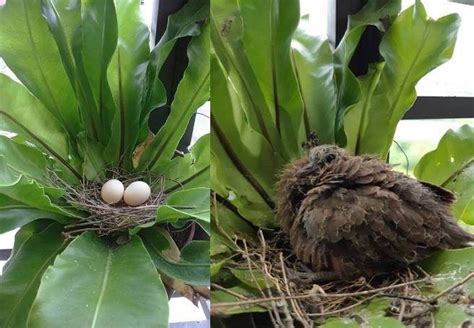 鳥來家築巢|【家裡有鳥築巢】鳥巢報喜！1個跡象代表家宅運勢大。